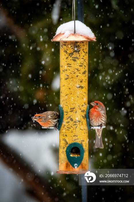 Two birds on a feeder during a winter storm getting some needed seeds