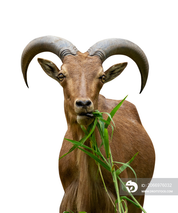 mountain goat eating grass isolated