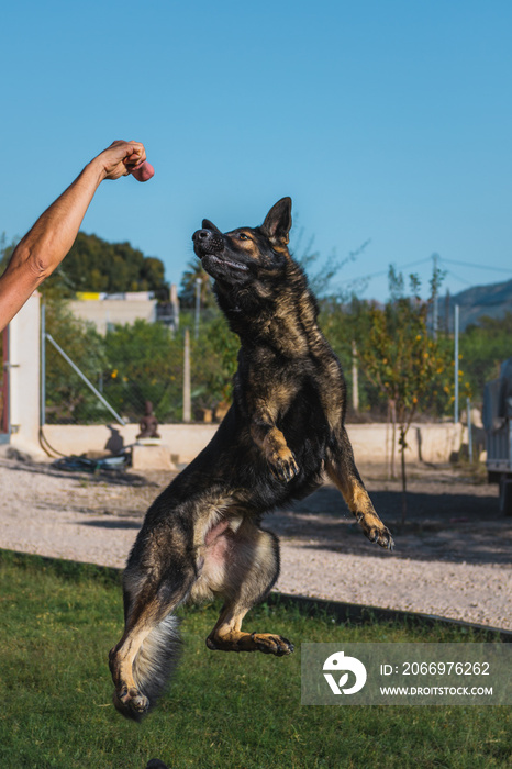 Perro pastor alemán