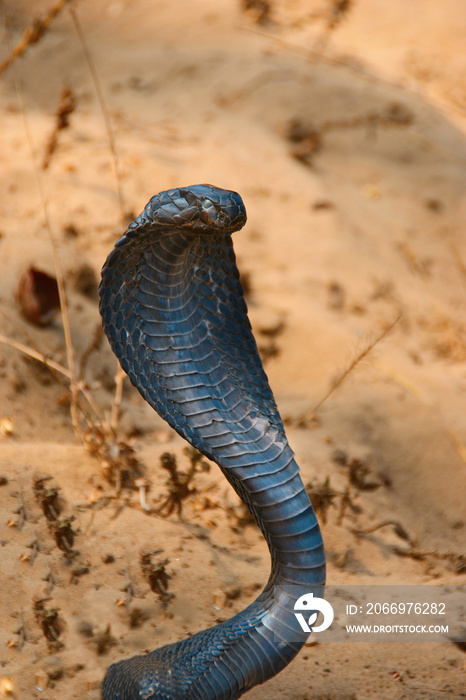 Dangers in India, poisonous snake on the beach, head of black cobra