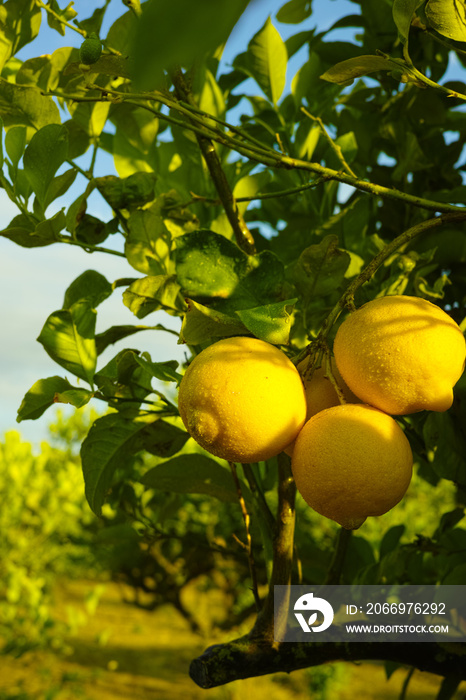 Citrus fruit rich in vitamin C – ripe yellow Sicilian lemons on lemon trees, ready to harvest