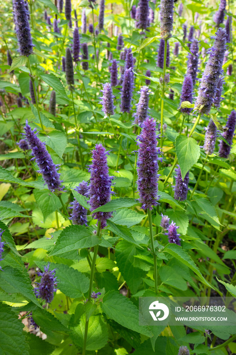 Purple flowering Agastache rugosa, Korean mint in the field