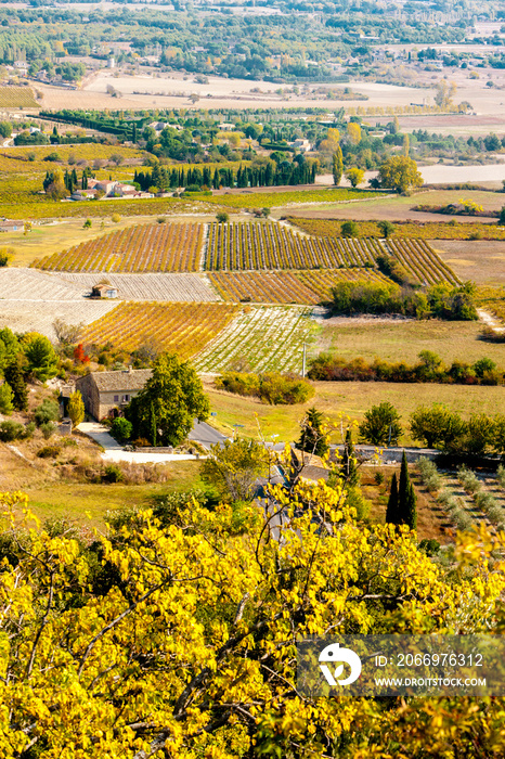 vineyard, Gordes, Provence, France