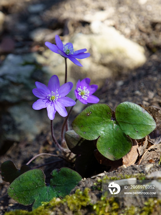 Leberblümchen