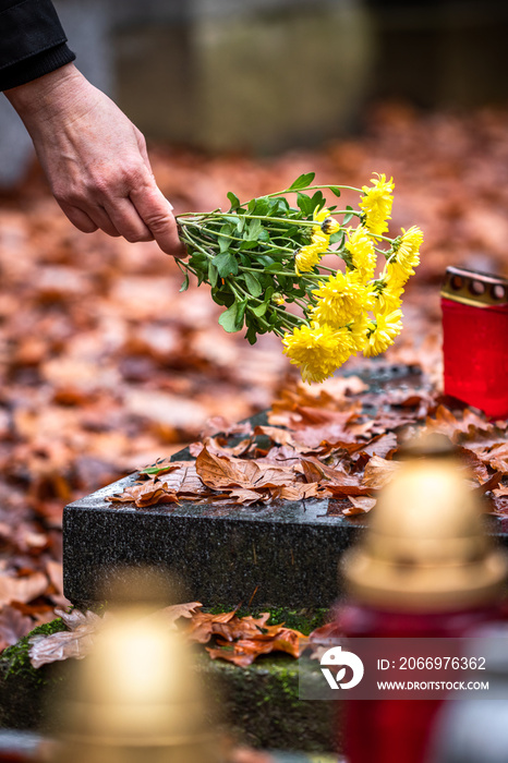 Woman is putting flowers at grave in cemetery. Grief for dead person. Close-up hand with yellow chrysanthemum flower