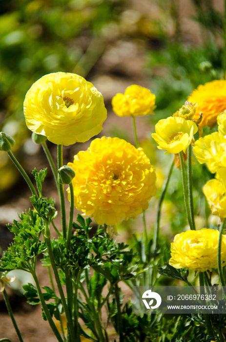 Giant Ranunculus yellow flowers growing in a field on a sunny day