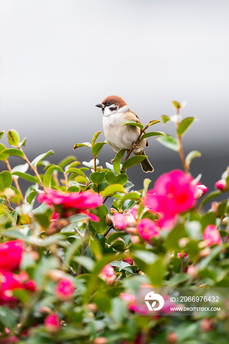 スズメとサザンカ(Eurasian Tree Sparrow)