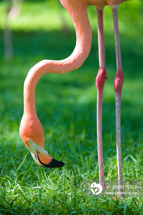 flamenco en la naturaleza