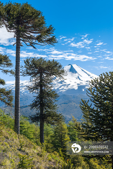 Araucaria forest in Conguillio National Park, Chile