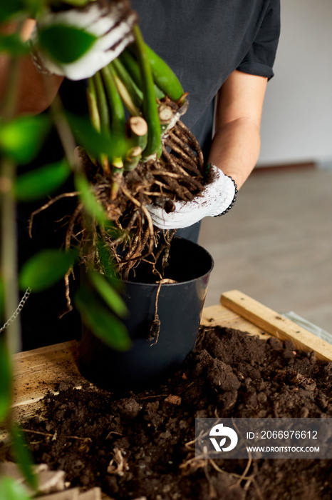 Man’s Hands hold Zamioculcas plant with roots, repotting flower indoor, the houseplant pot transplant at home, Hobbies and leisure, home gardening, Cultivation and caring for indoor potted plants.