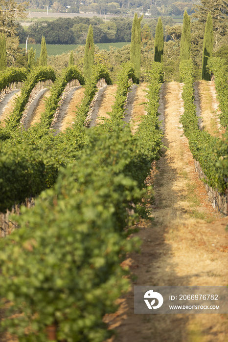 A grapevine in Nappa Valley on a sunny day