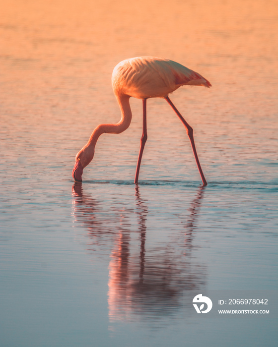 fenicottero rosa con testa abbassata che mangia in acqua bassa al tramonto