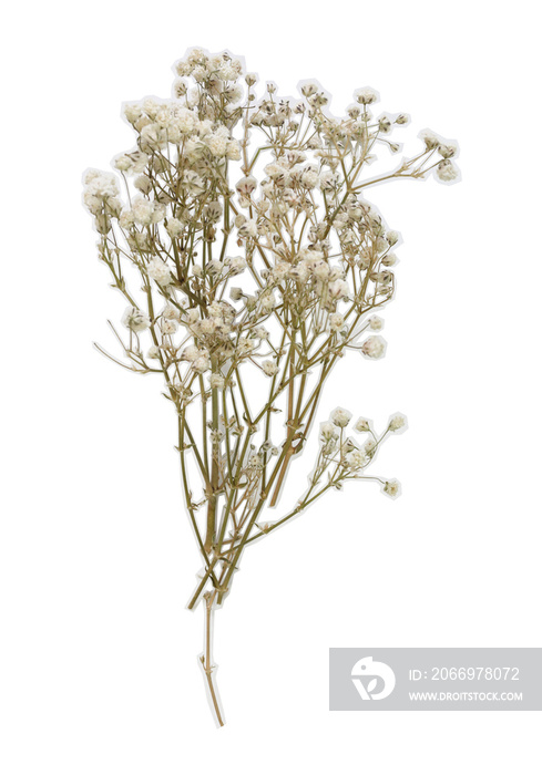 Dried gypsy flower with white stroke