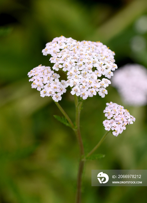 Schafgarbe, Achillea, millefolium