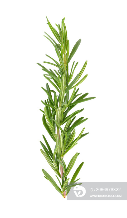 Rosemary isolated on transparent png