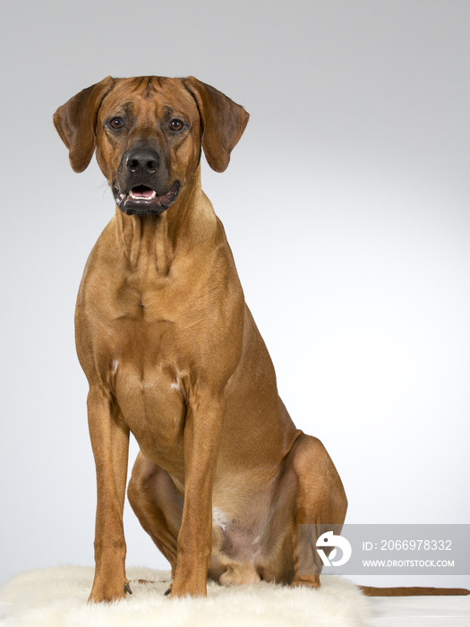 Rhodesian dog portrait. Image taken in a studio.