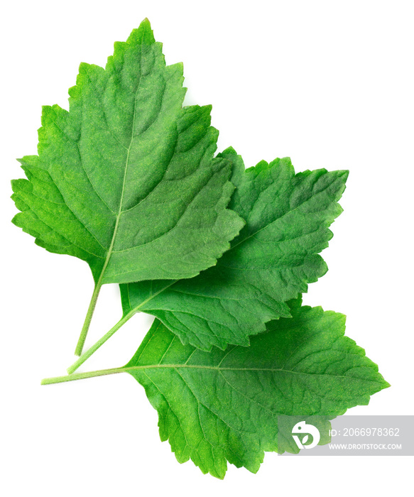 fresh Patchouli (Pogostemon cablin) leaves isolated on the white background, top view