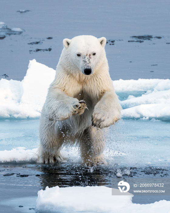 Polar Bear leaping a gap in the ice, head on close up, mid-air