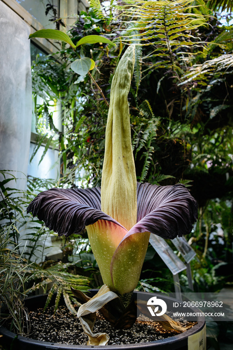 Titan Arum, Amorphophallus Titanium (Corpse Flower) in the Warsaw University Botanical Garden