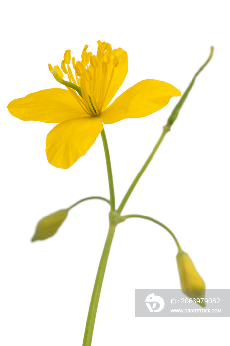 Celandine (Chelidonium majus)