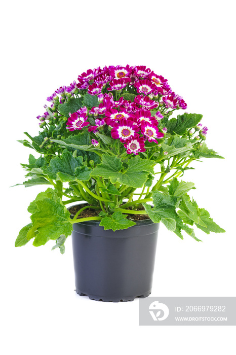 Purple cineraria flowers in plastic pot