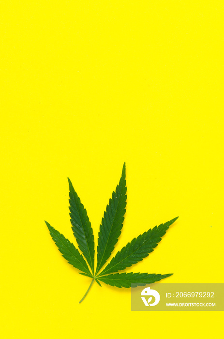 Hemp leaf, marijuana on yellow background.