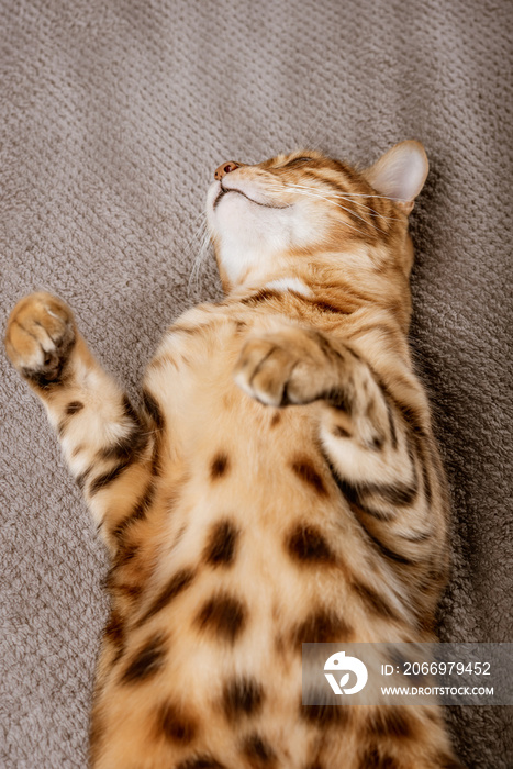 Charming Bengal cat sleeps soundly on a blanket.