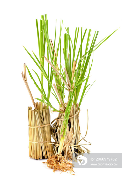 Vetiver grass or vetiveria zizanioides trees isolated on white background.