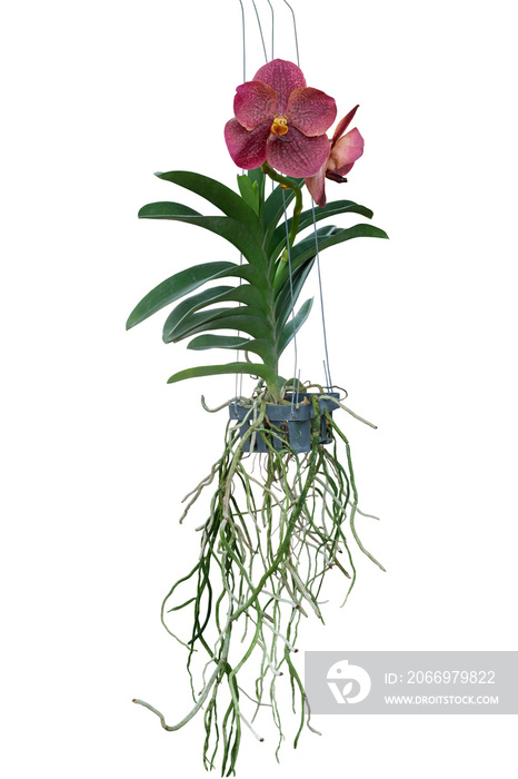 Red Orchid Vanda flower bloom and hanging in black plastic pot in the garden isolated on white background included clipping path.