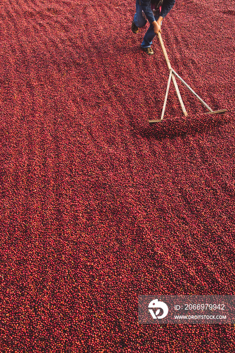 Coffee beans drying in the sun. Coffee plantations at coffee farm