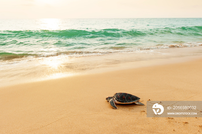 First steps of a Green Sea Turtle on the beach.