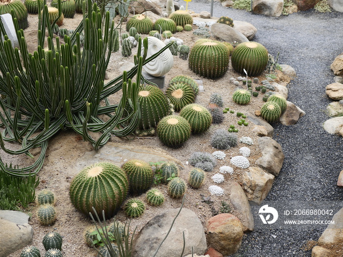 landscaping. Desert garden, backyard in a lavender ranch , includes cactus, palmtrees, dandelion, stones,. Cactus garden