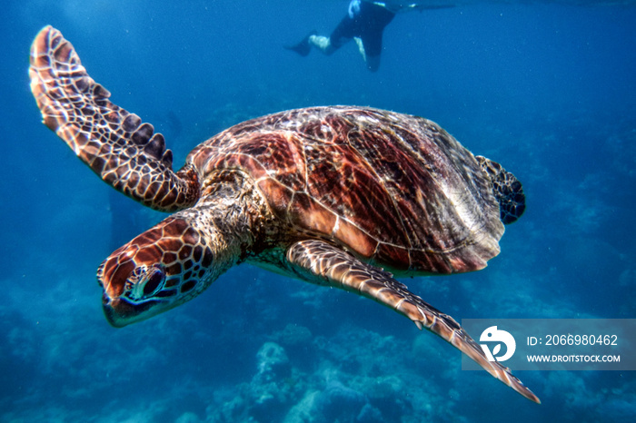 Marine Turtle in Great Barrier Reef, Australia