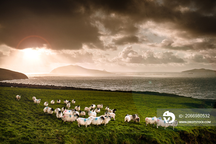 Sheep in Dingle with a dramatic sky, Ireland