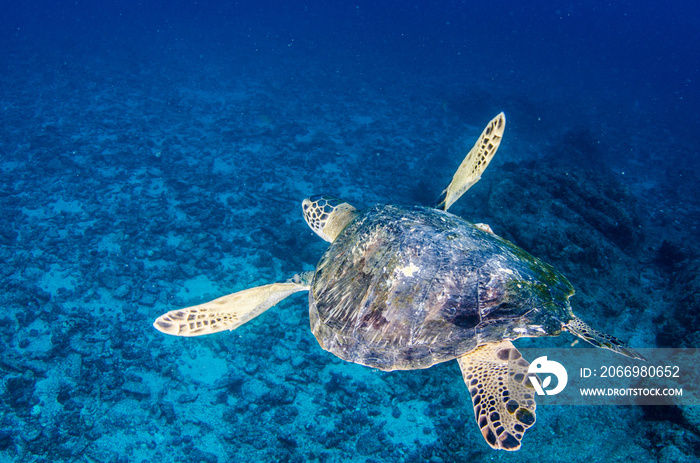 Sea turtle resting in the reefs of Cabo Pulmo National Park, Cousteau once named it The world’s aquarium. Baja California Sur,Mexico.