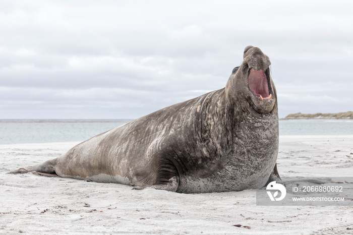 Southern Elephant Seal adult male - beach master aggression