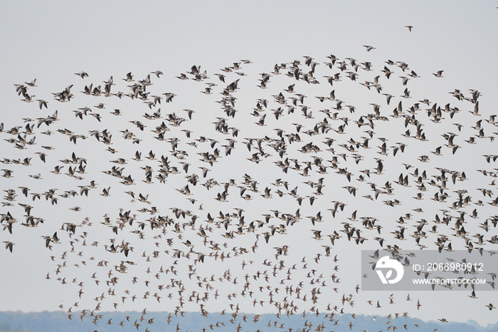 Weißwangengans oder Nonnengans (Branta leucopsis)	und Alpenstrandläufer im Herbst an der Ostsee