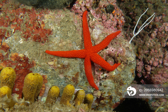 Mediterranean red sea star (Echinaster sepositus)