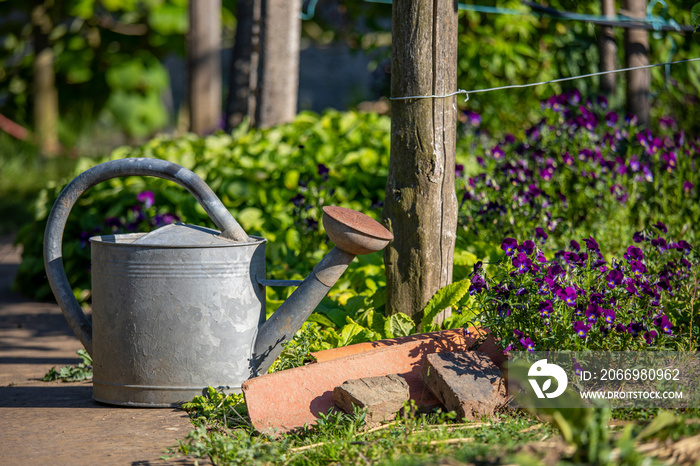 Vieil arrosoir dans un charmant jardin potager au printemps.