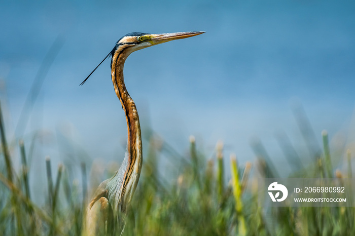 great purple heron