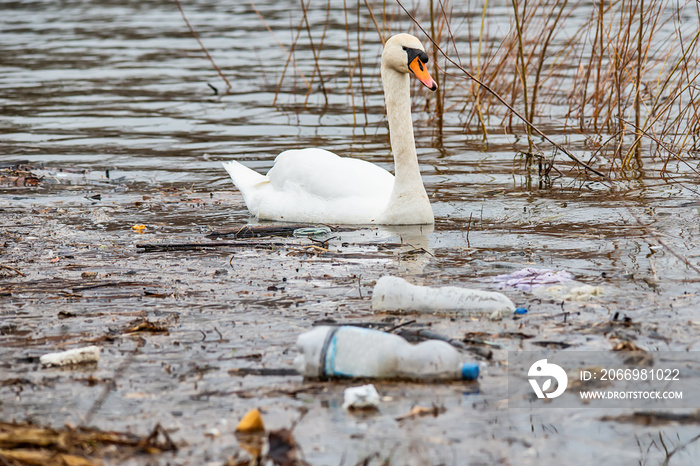 Swan swims in contaminated water with plastic bottles