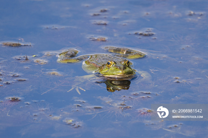 frog in water