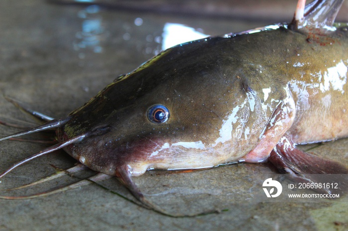 Huge hybrid magur clarias fish close up monster river catfish hd