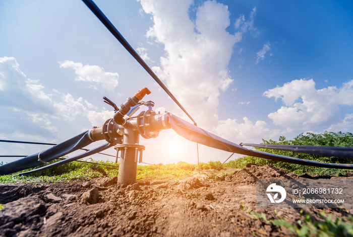 Drip irrigation system. Water saving drip irrigation system being used in a young carrot field.