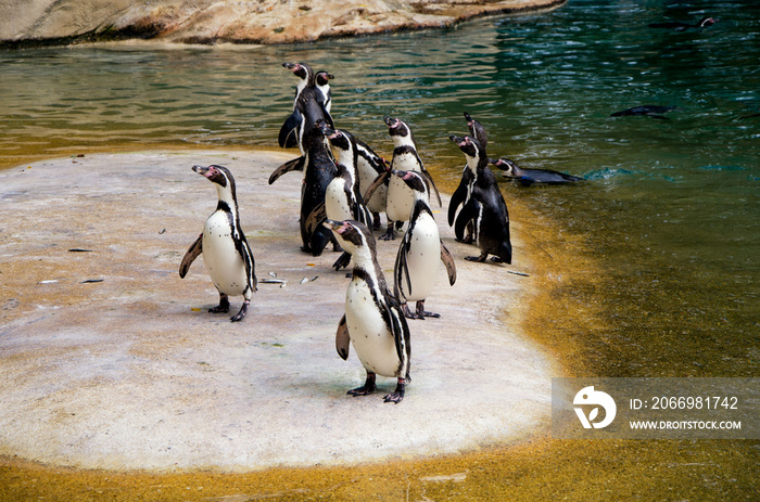 Penguins stand on the shore near the water in the zoo