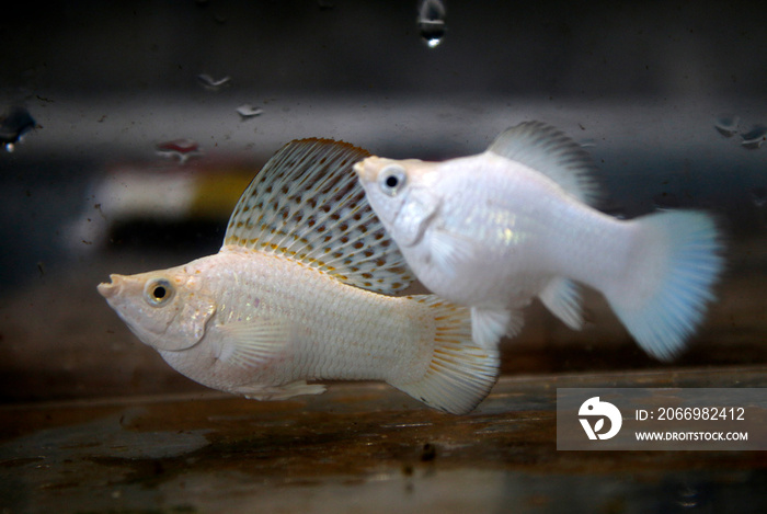 two molly fish in an aquarium