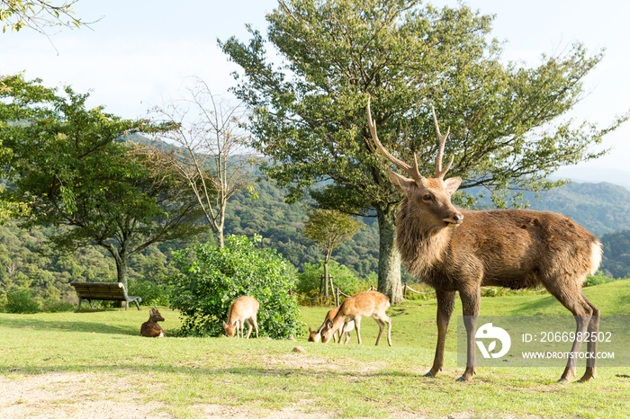 Red Stag Deer