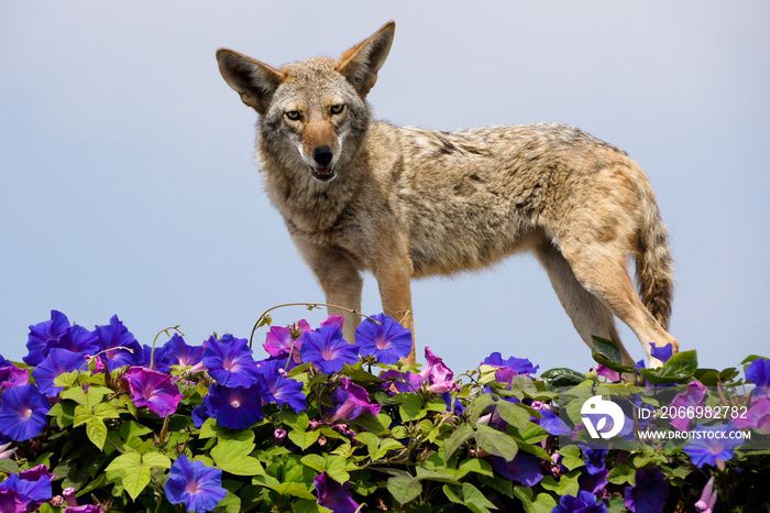 Coyote standing on top of wall covered in morning glories, Huntington Beach, Orange County, California