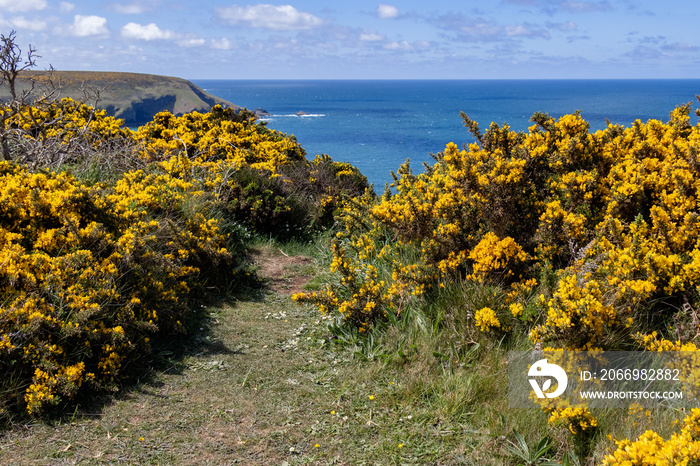 Gorse flowering by the coast at Hells Mouth near Hayle in Cornwall