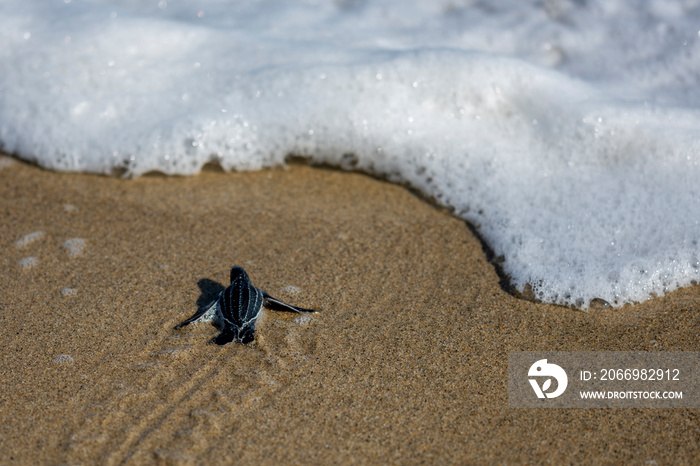 Tortuga laúd avanzando hacia el mar